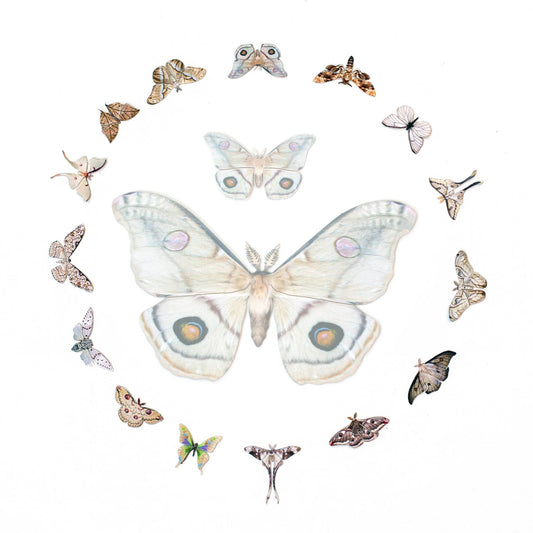 'Antiquarian' Micro Moth & Butterfly Collection