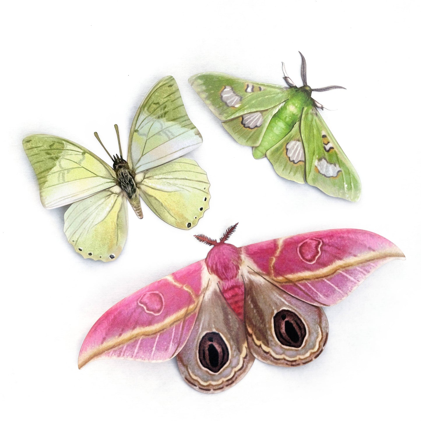 'Limelight' Moth Set