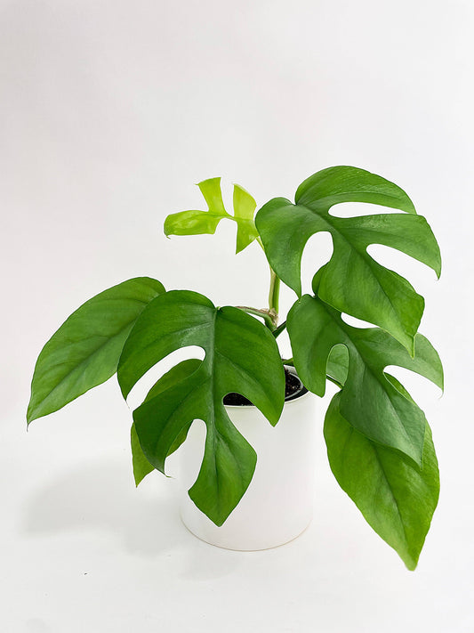 Rhaphidophora Tetrasperma Mini Monstera 'Ginny'