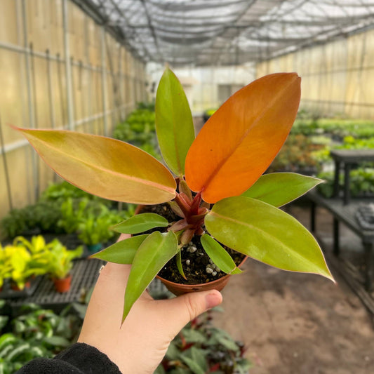 Prince of Orange Philodendron - 4" Live Plant